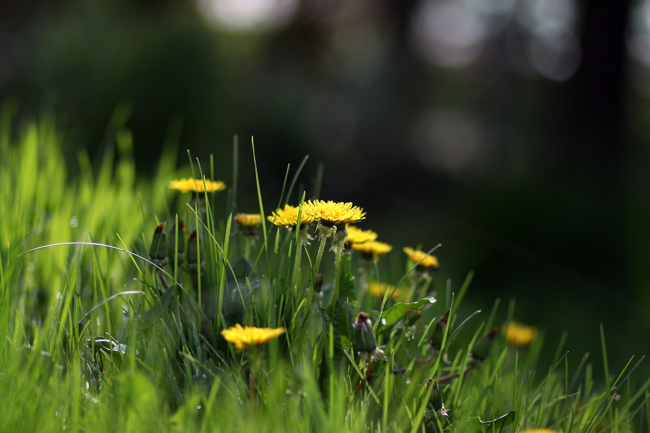 dandelion  yellow  flower free photo