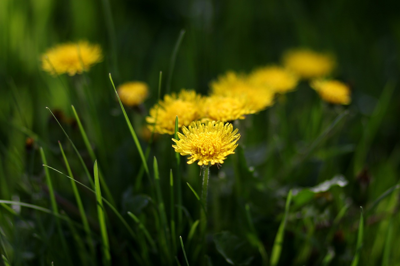 dandelion  yellow  flower free photo