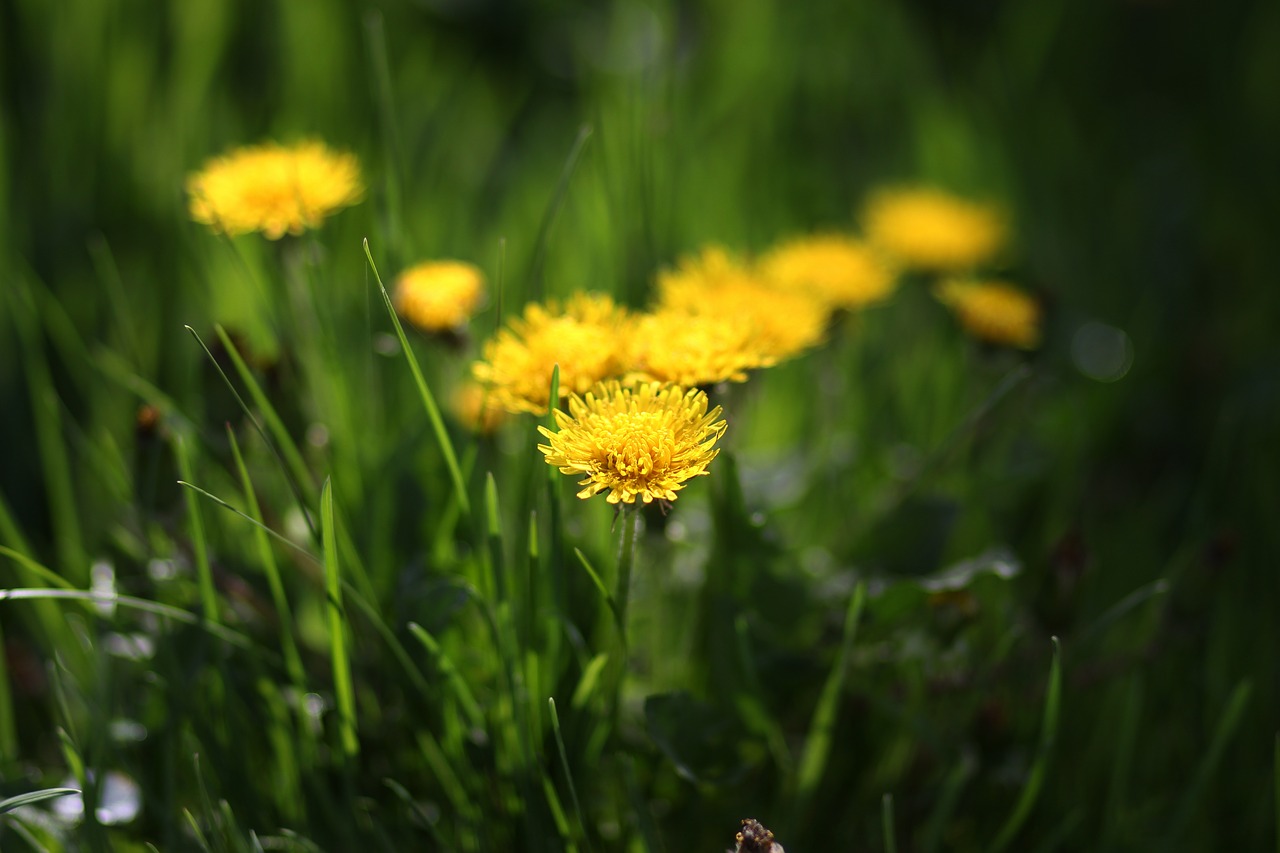 dandelion  yellow  flower free photo