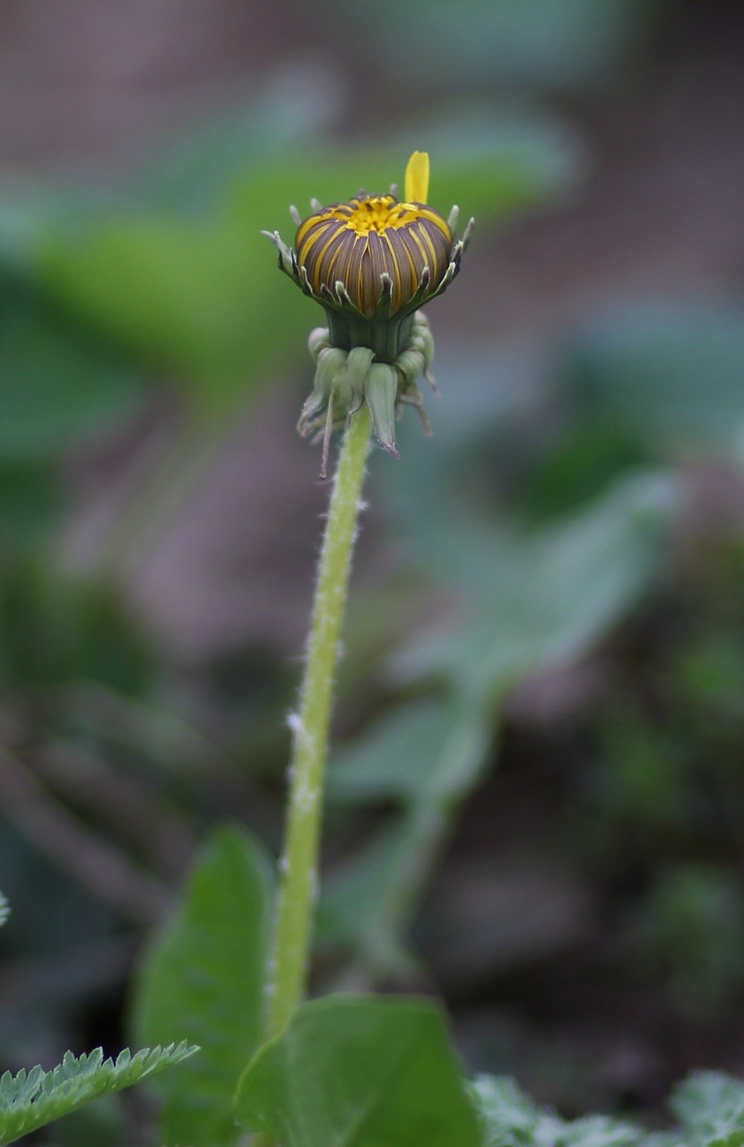 dandelion  freshman  yellow free photo