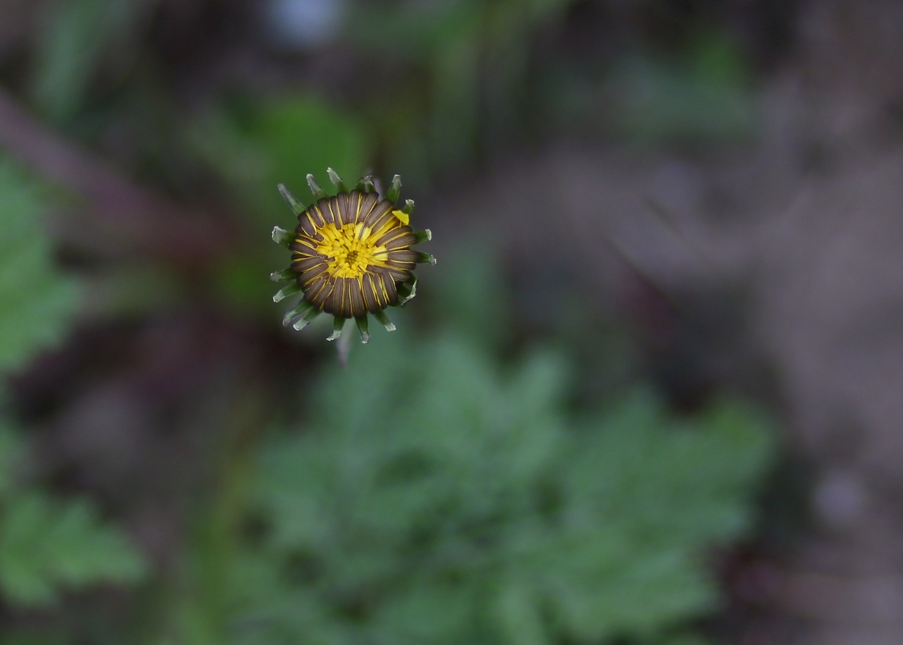 dandelion  freshman  yellow free photo