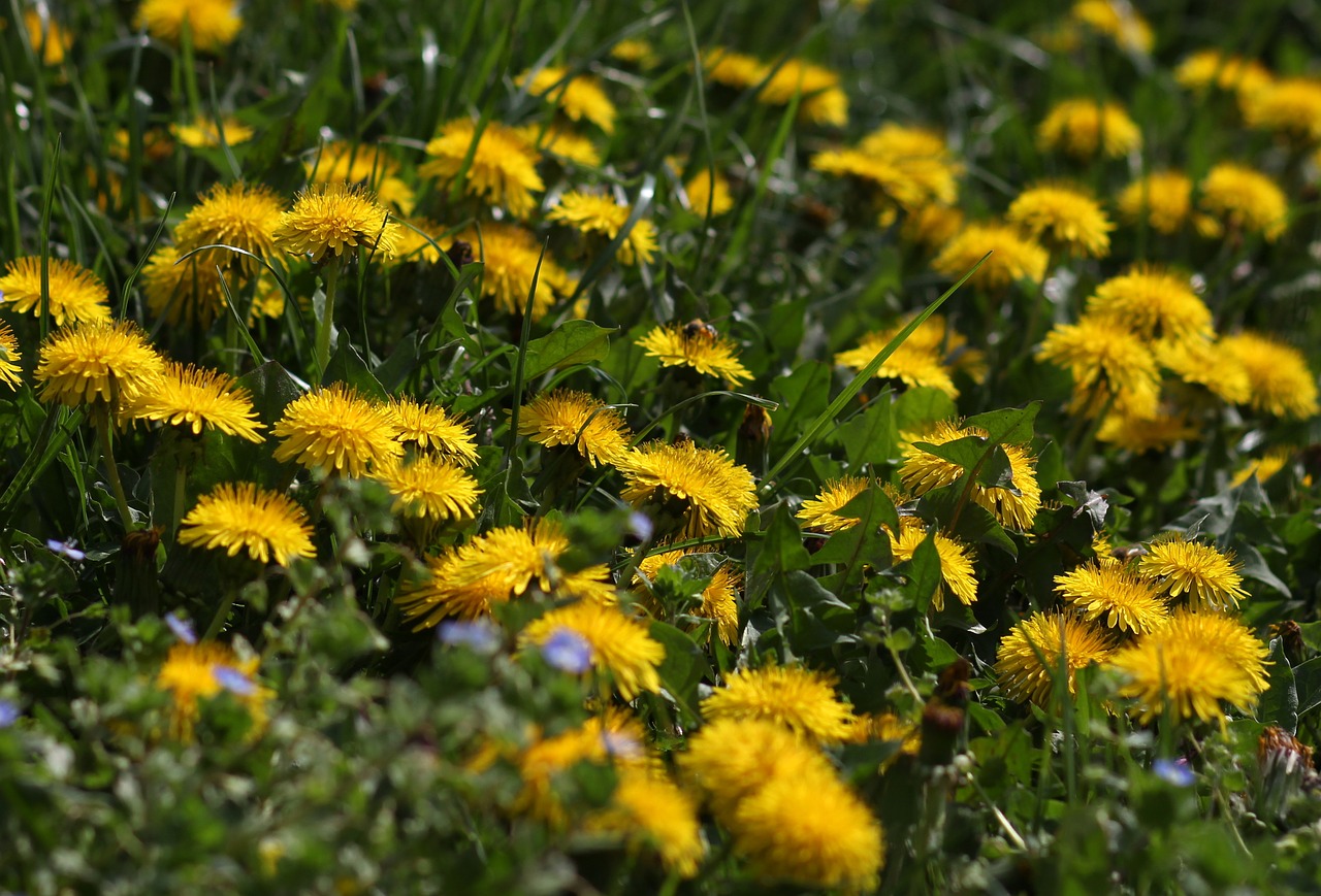 dandelion  yellow  flower free photo