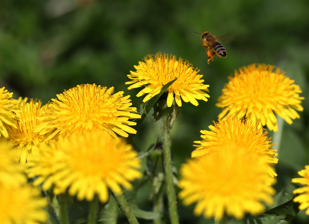 dandelion  bee  insecta free photo