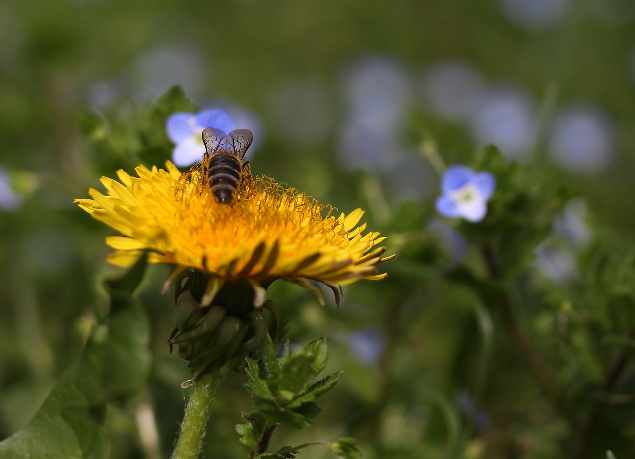 dandelion  bee  insecta free photo