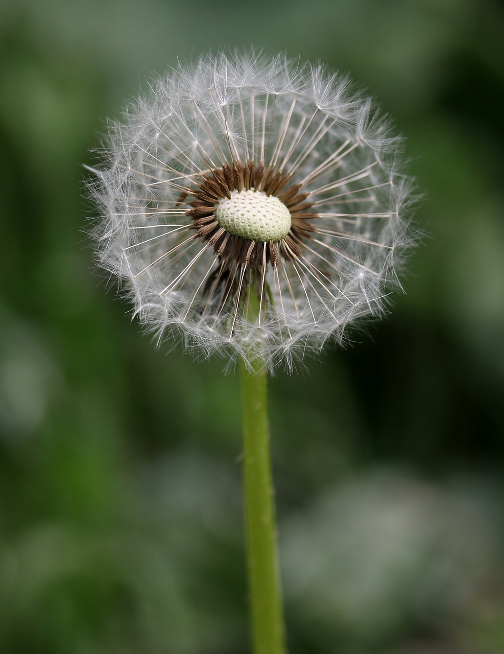 dandelion  down  flower free photo