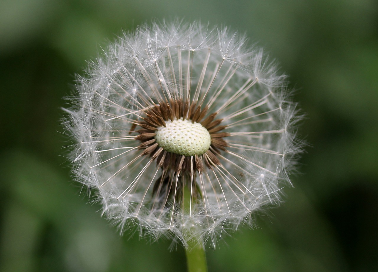 dandelion  down  flower free photo