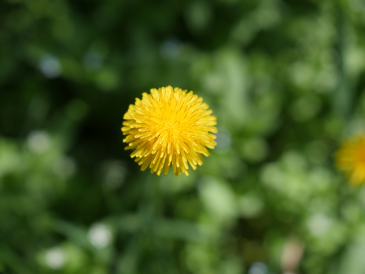 dandelion  taraxacum  flower free photo