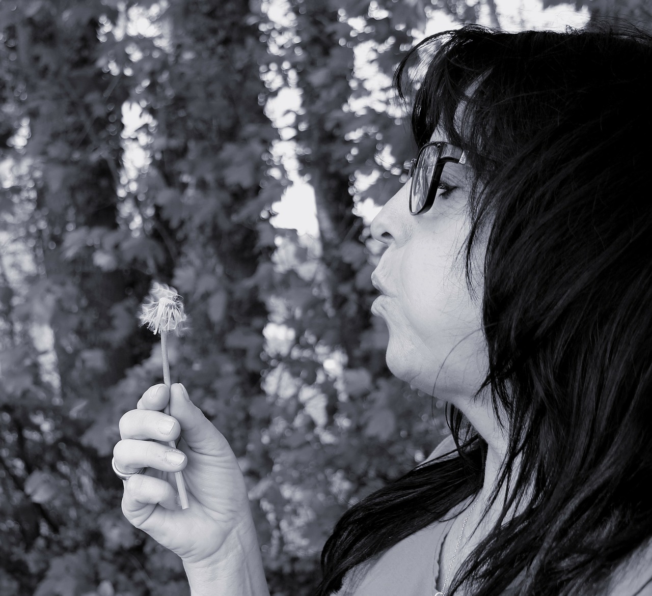 dandelion woman blow free photo