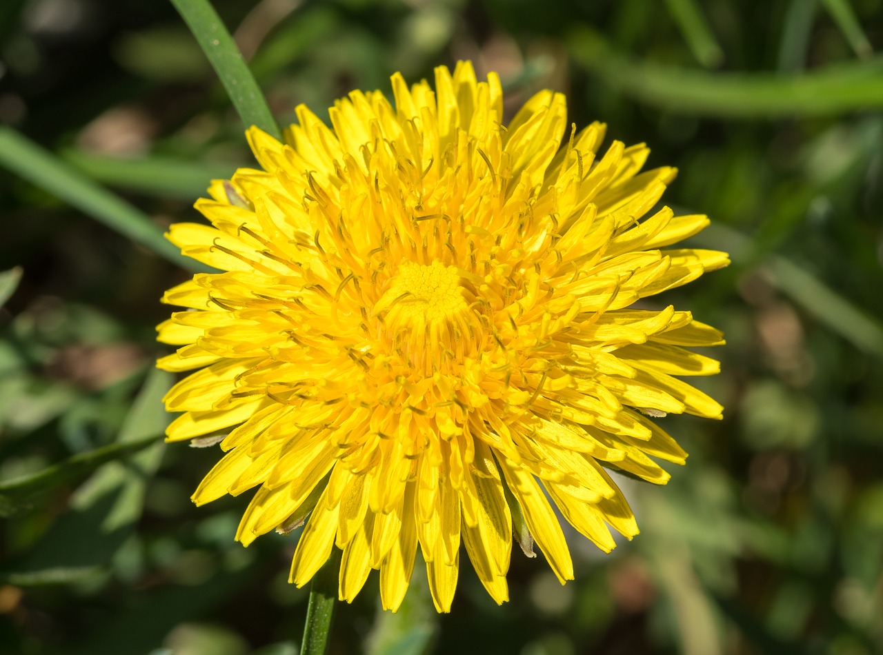 dandelion  yellow flower  sonchus oleraceus free photo