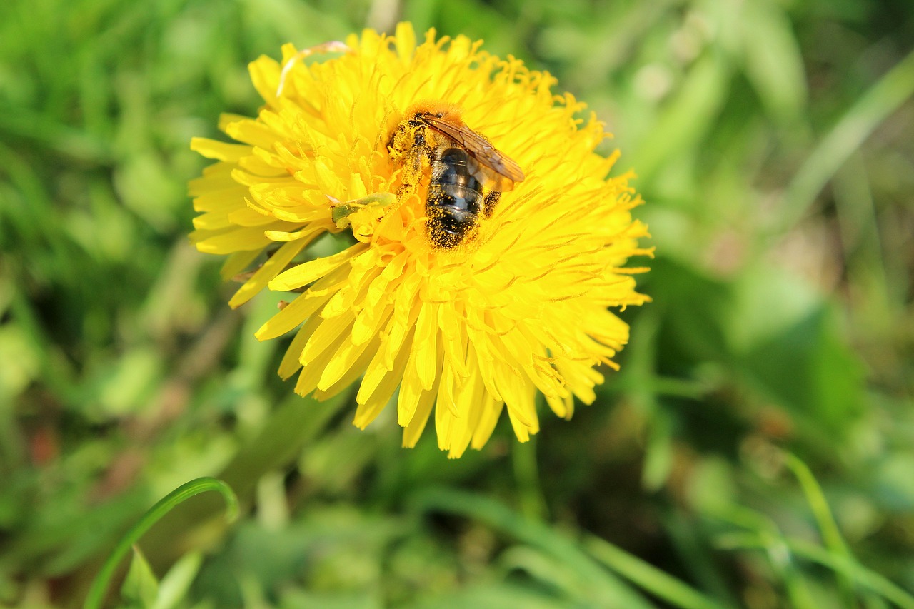 dandelion  bee  pollen free photo