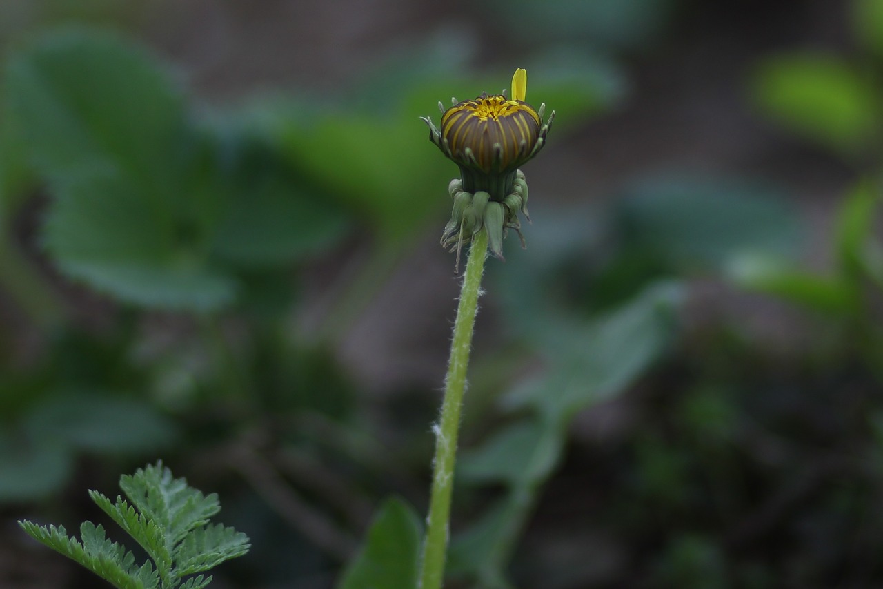 dandelion  yellow  flower free photo