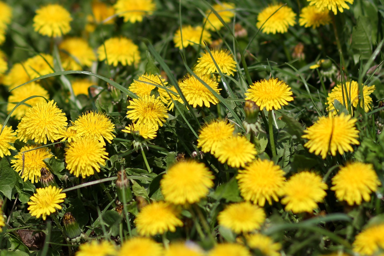 dandelion  yellow  flower free photo