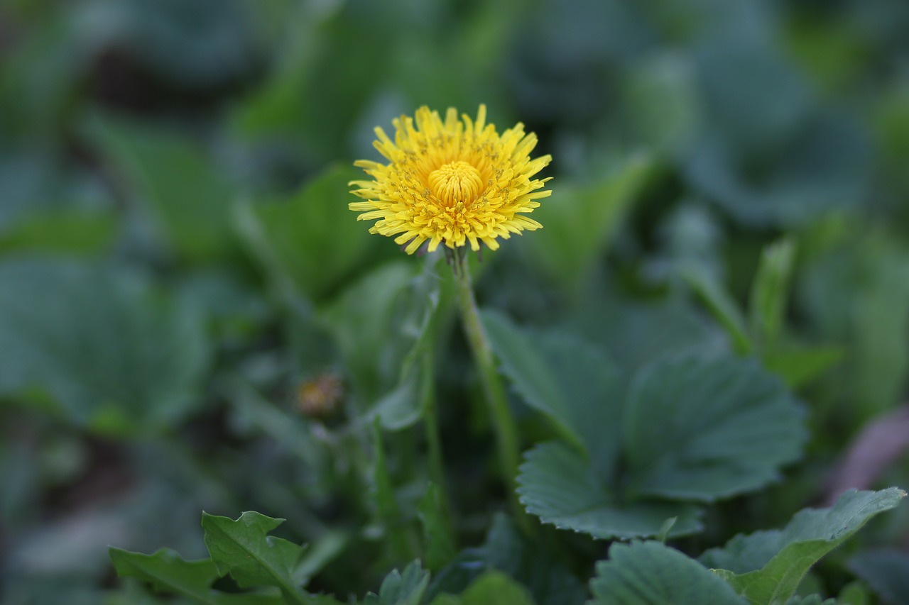 dandelion  yellow  flower free photo