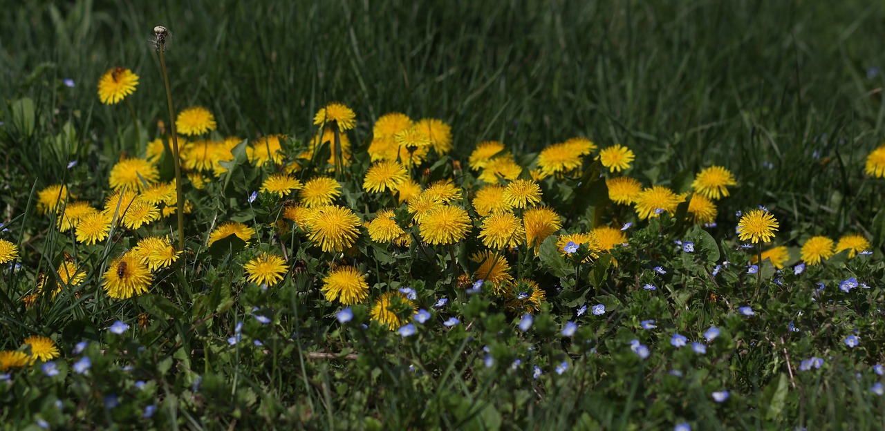 dandelion  yellow  flower free photo