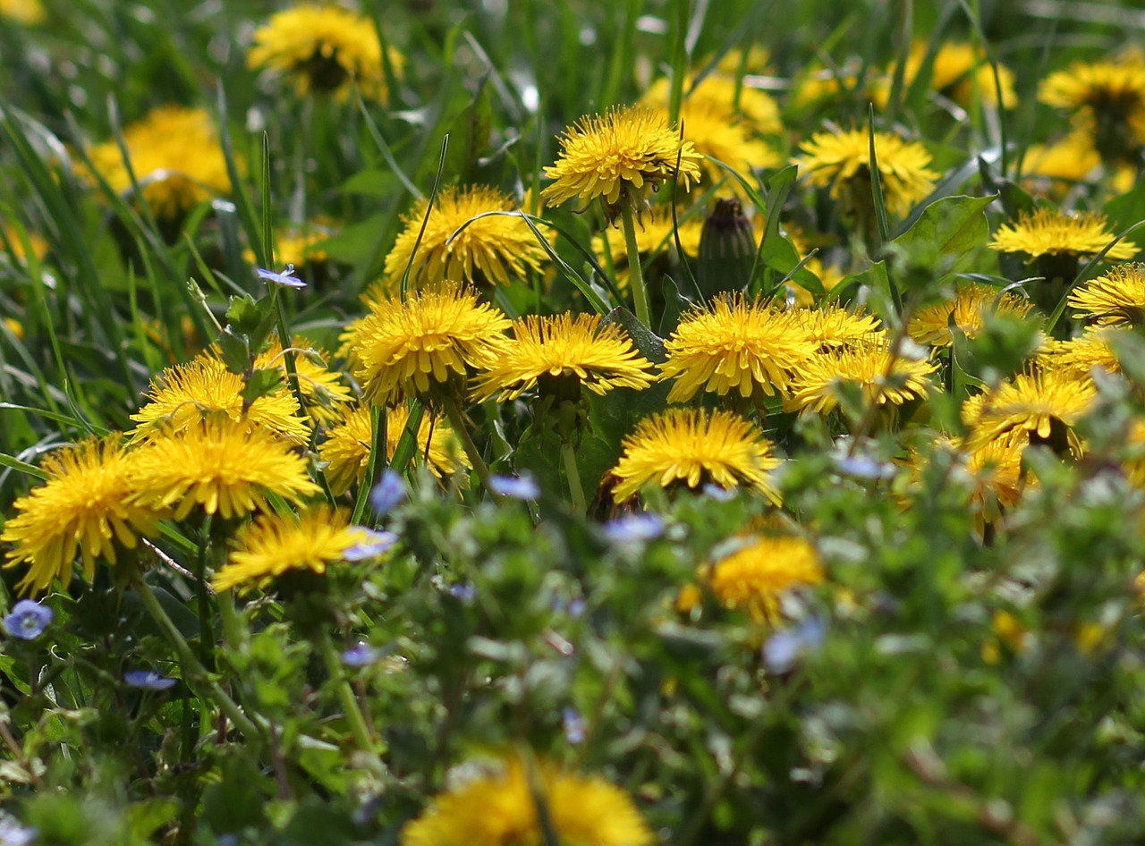 dandelion  yellow  flower free photo