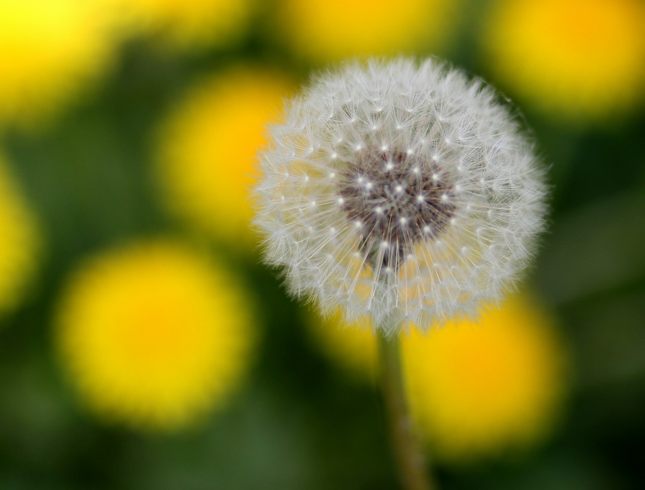 dandelion  down  yellow free photo