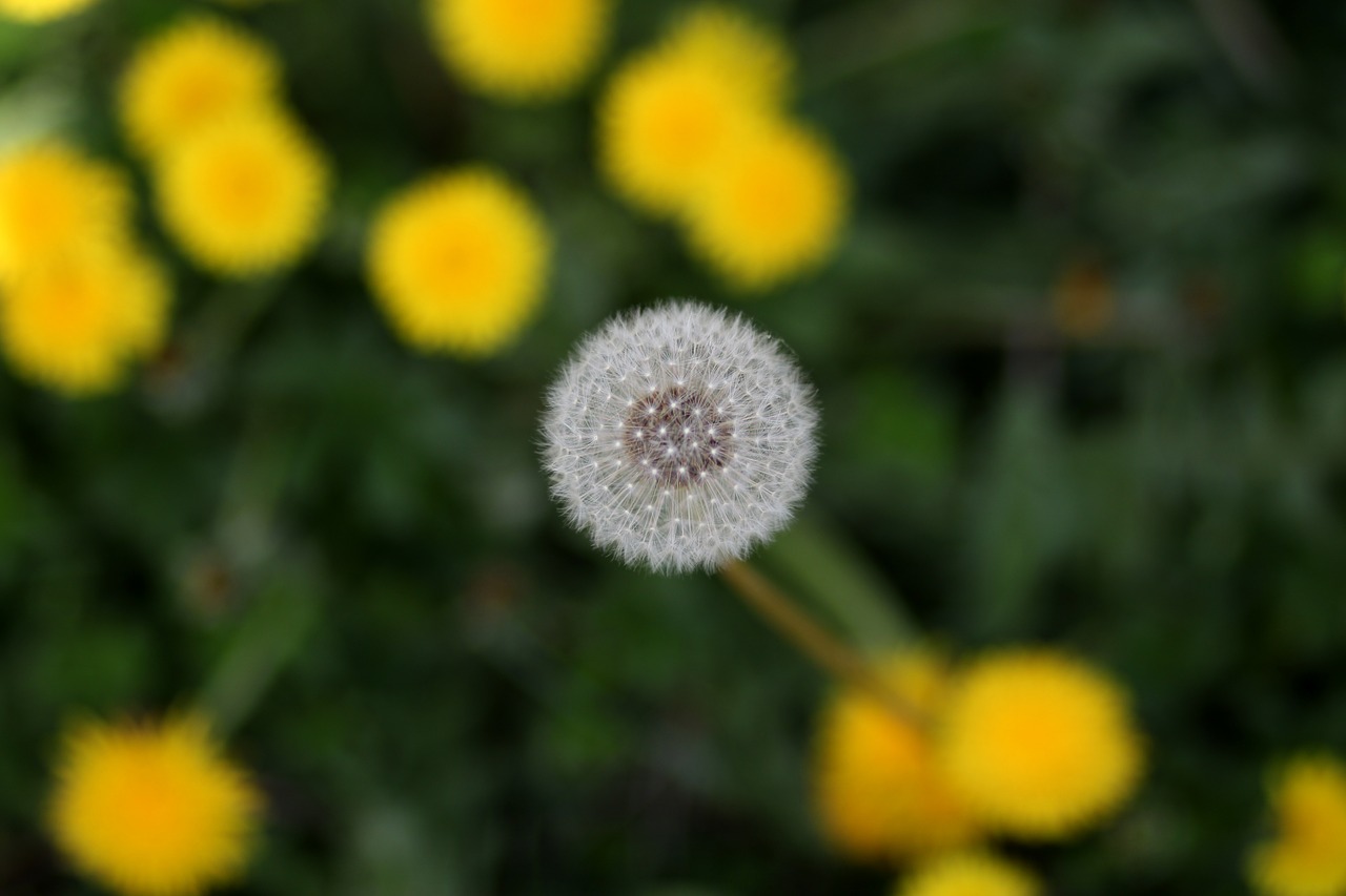 dandelion  down  yellow free photo