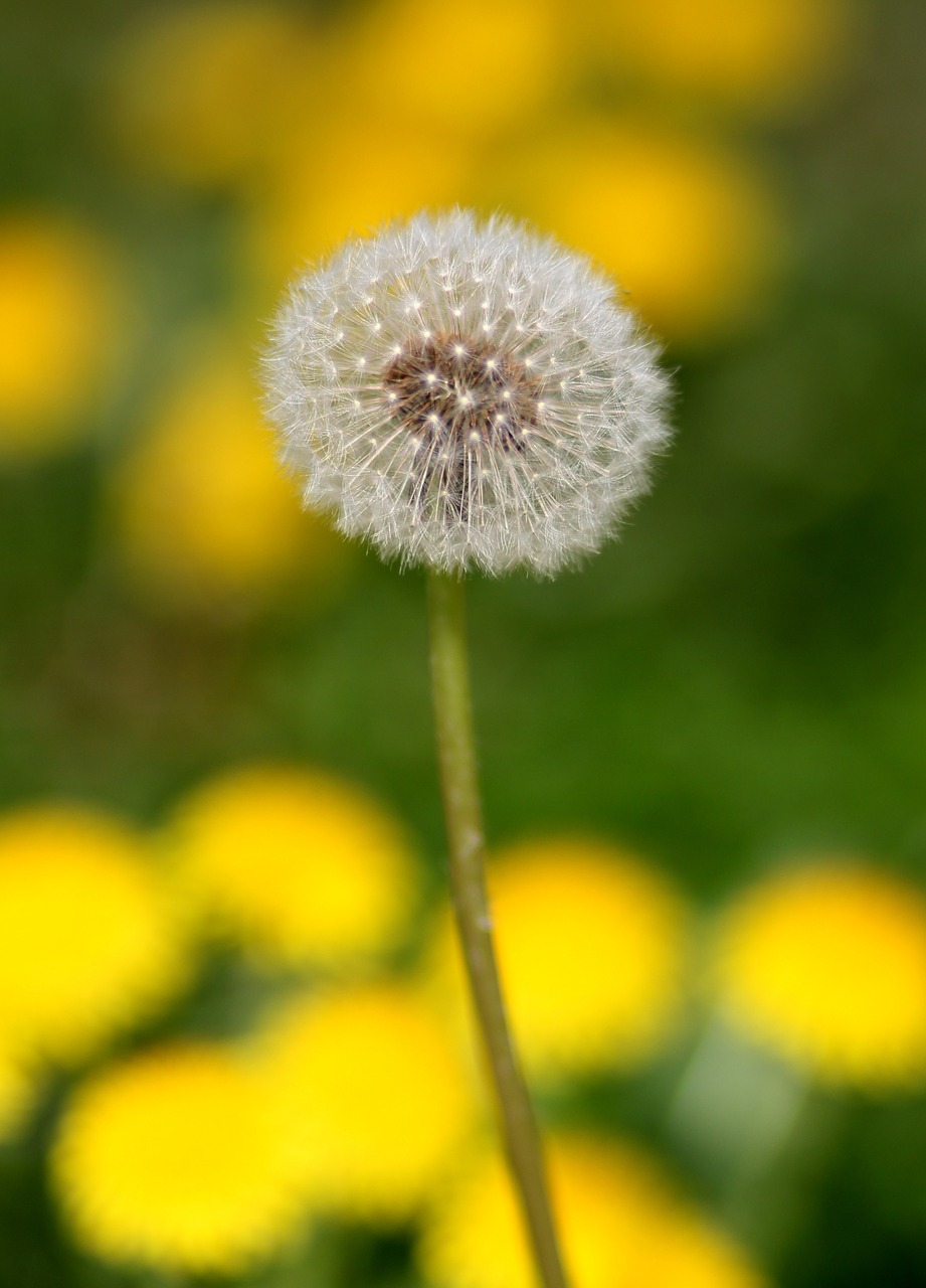 dandelion  down  yellow free photo