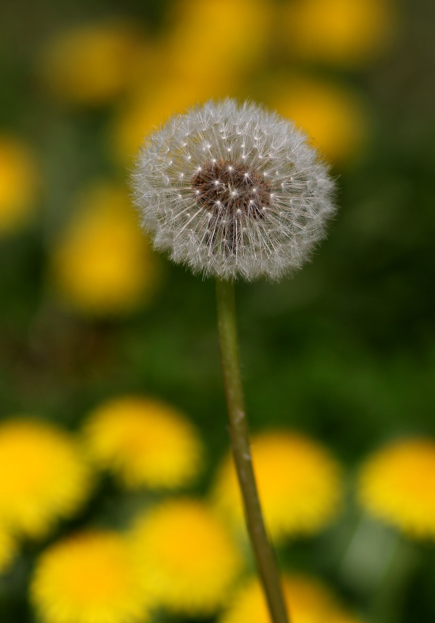 dandelion  down  yellow free photo