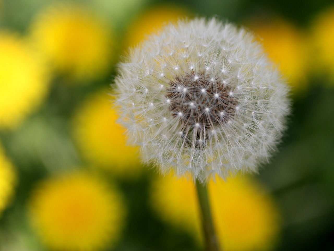 dandelion  down  yellow free photo