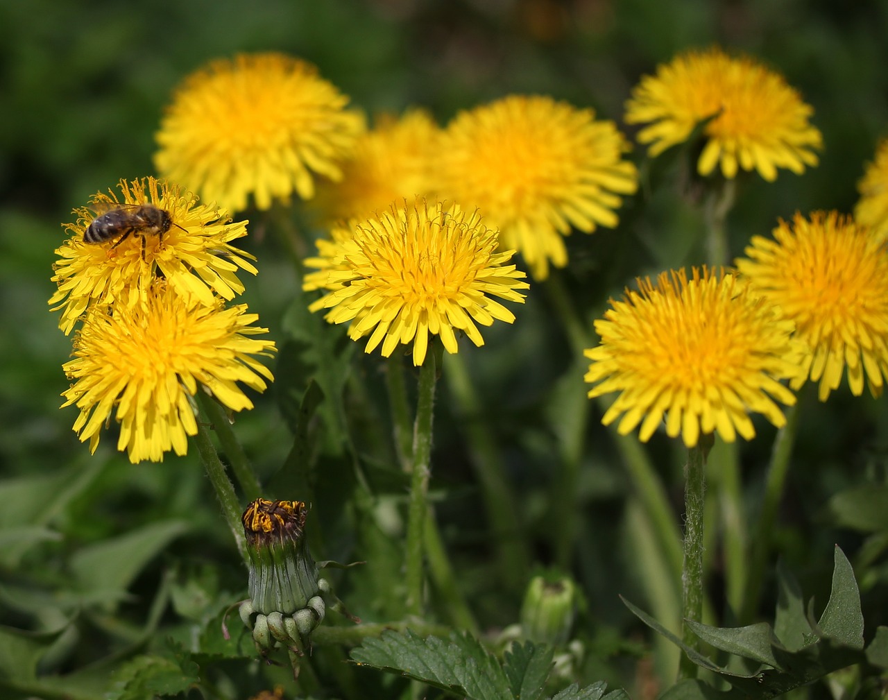 dandelion  bee  yellow free photo