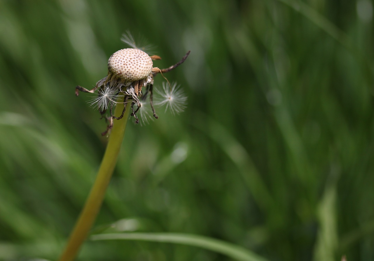 dandelion  down  dry free photo