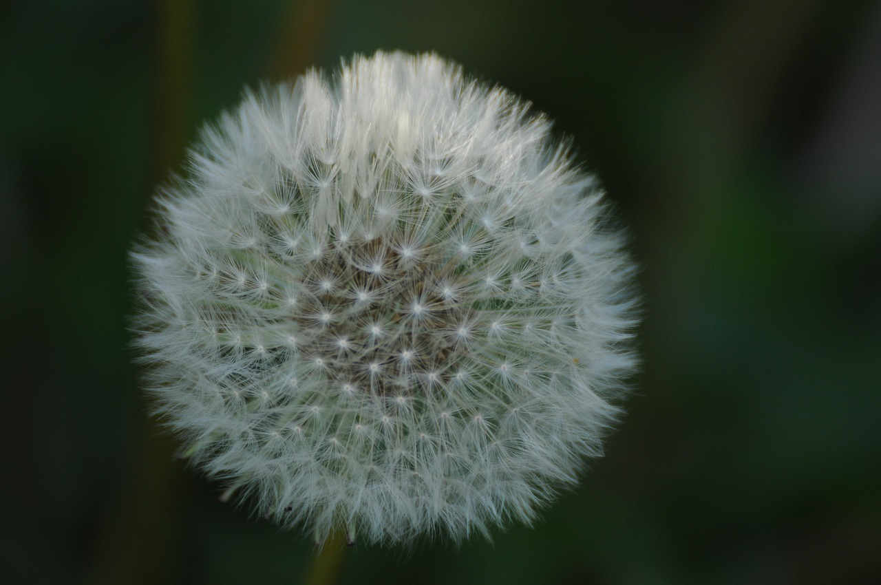 dandelion  plant  flower free photo