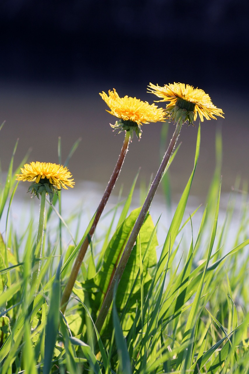 dandelion  nature  lawn free photo