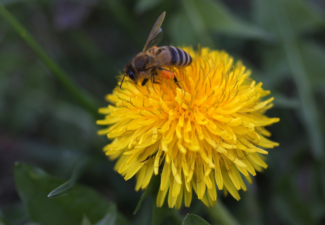 dandelion  bee  yellow free photo