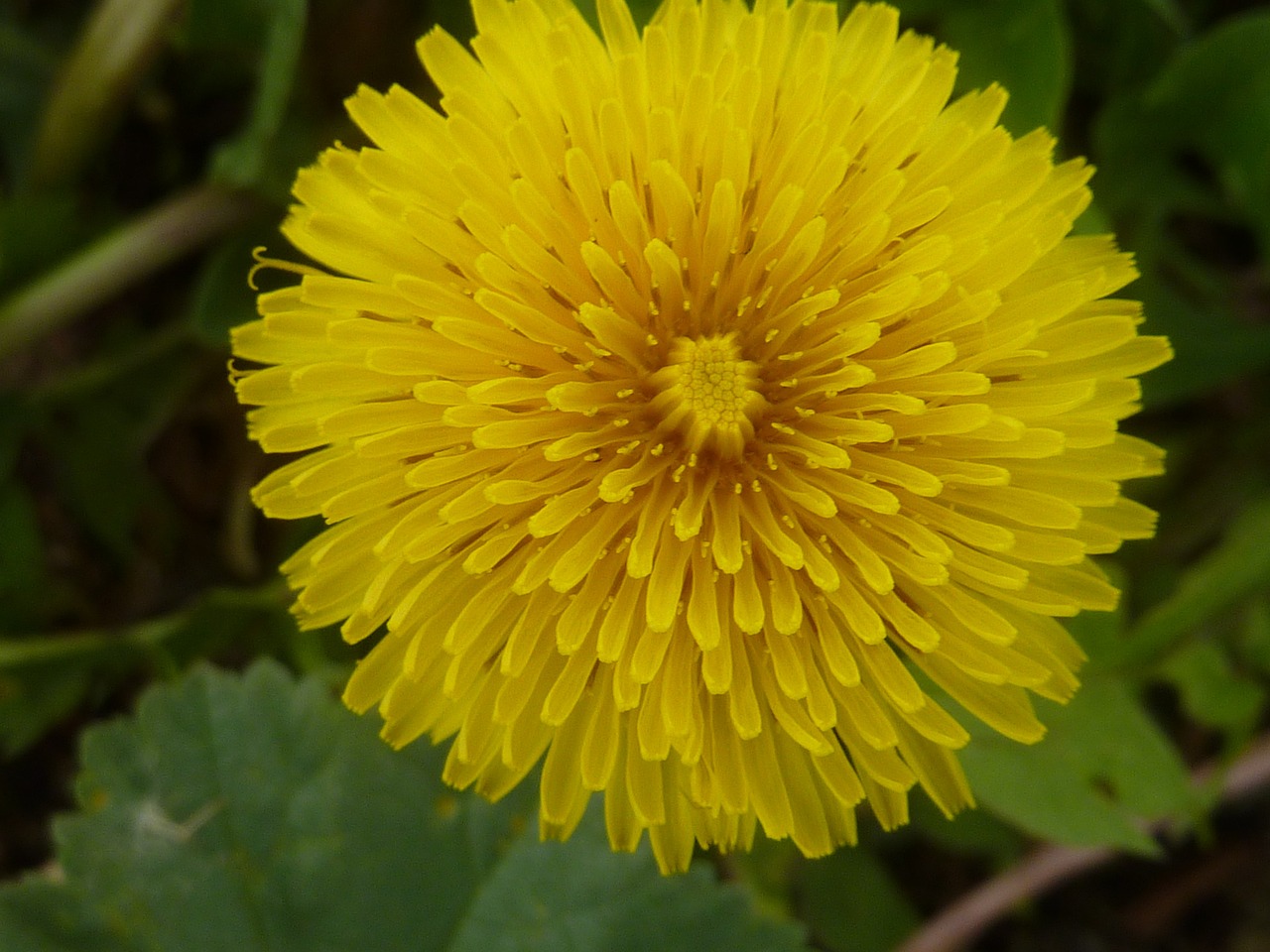 dandelion flower yellow free photo