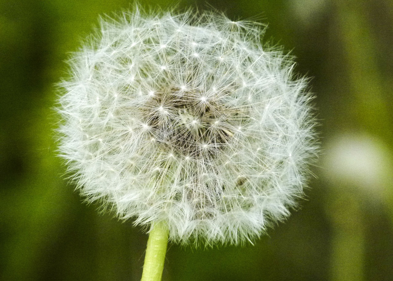 dandelion flower seed free photo