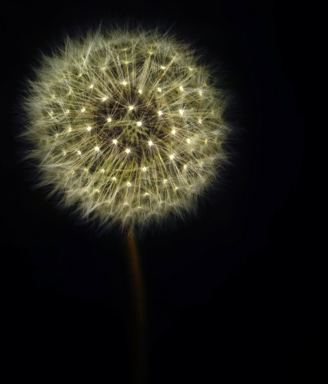 dandelion wild flower blossom free photo