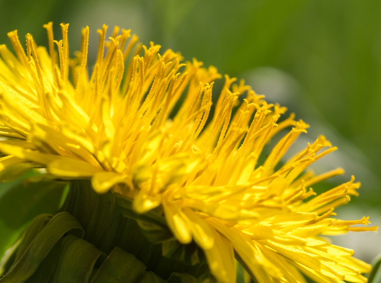 dandelion  yellow flower  nectar free photo