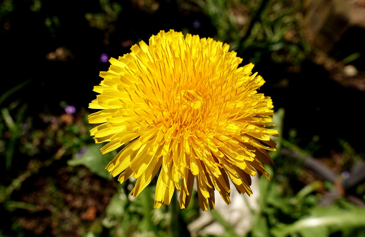 dandelion  plant  flower free photo