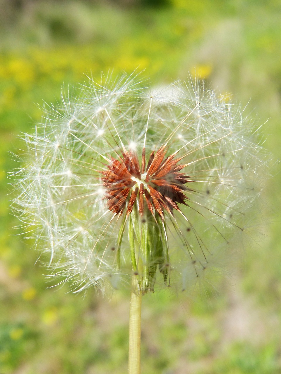 dandelion  angelitos  detail free photo