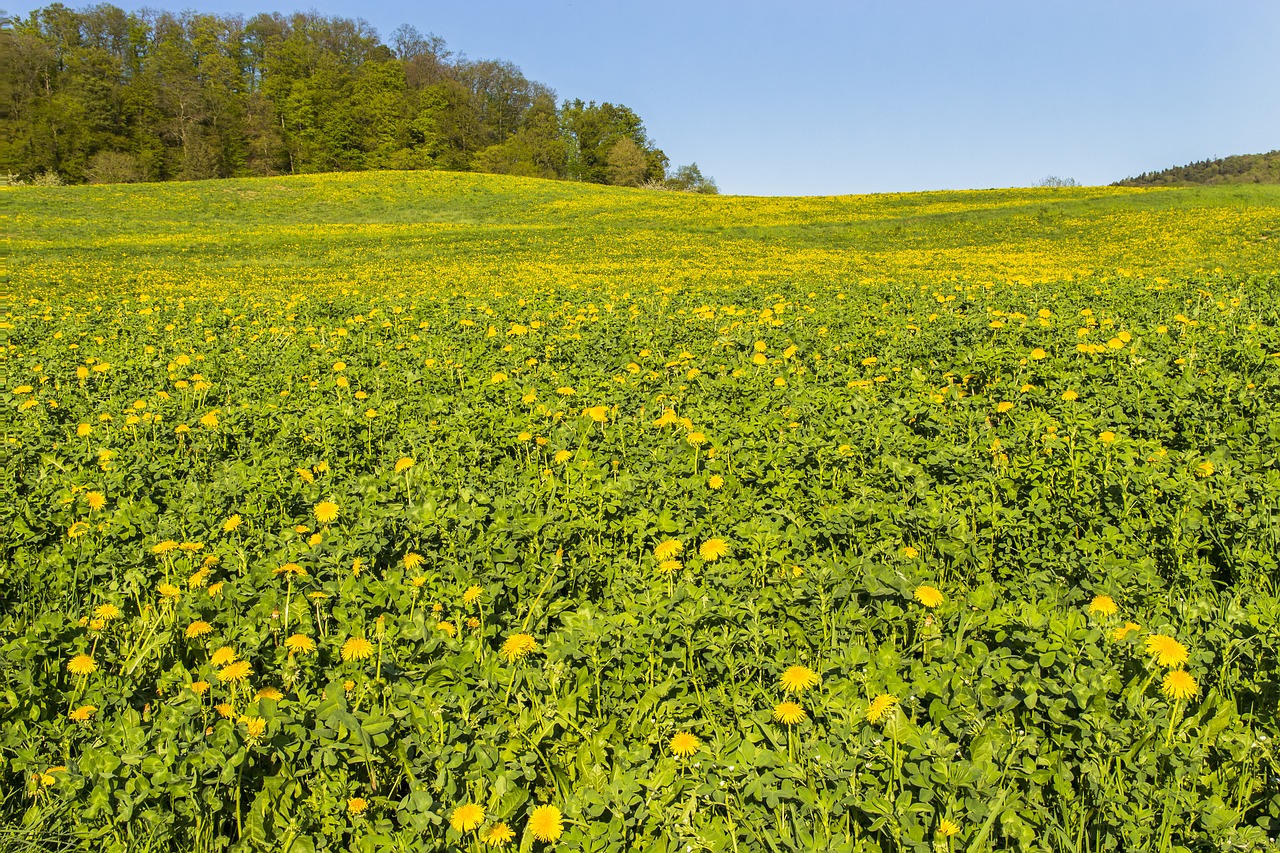 dandelion  meadow  yellow free photo