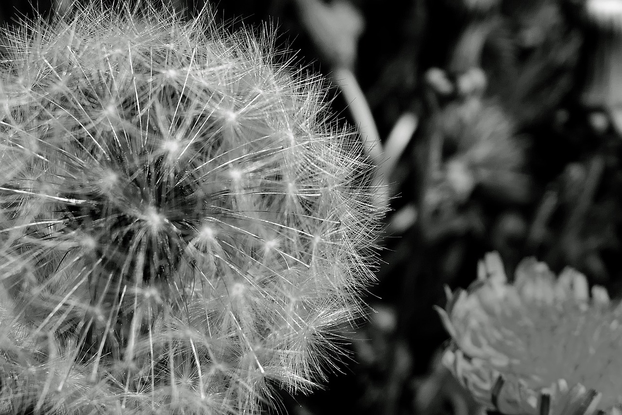 dandelion  plant  flower free photo