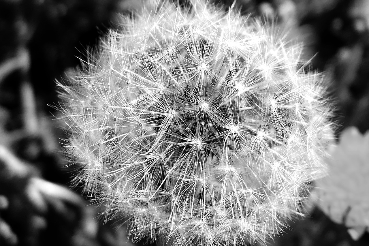 dandelion  plant  nature free photo