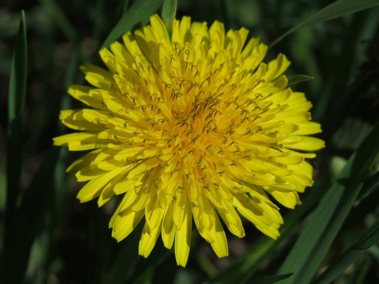 dandelion  blossom  bloom free photo