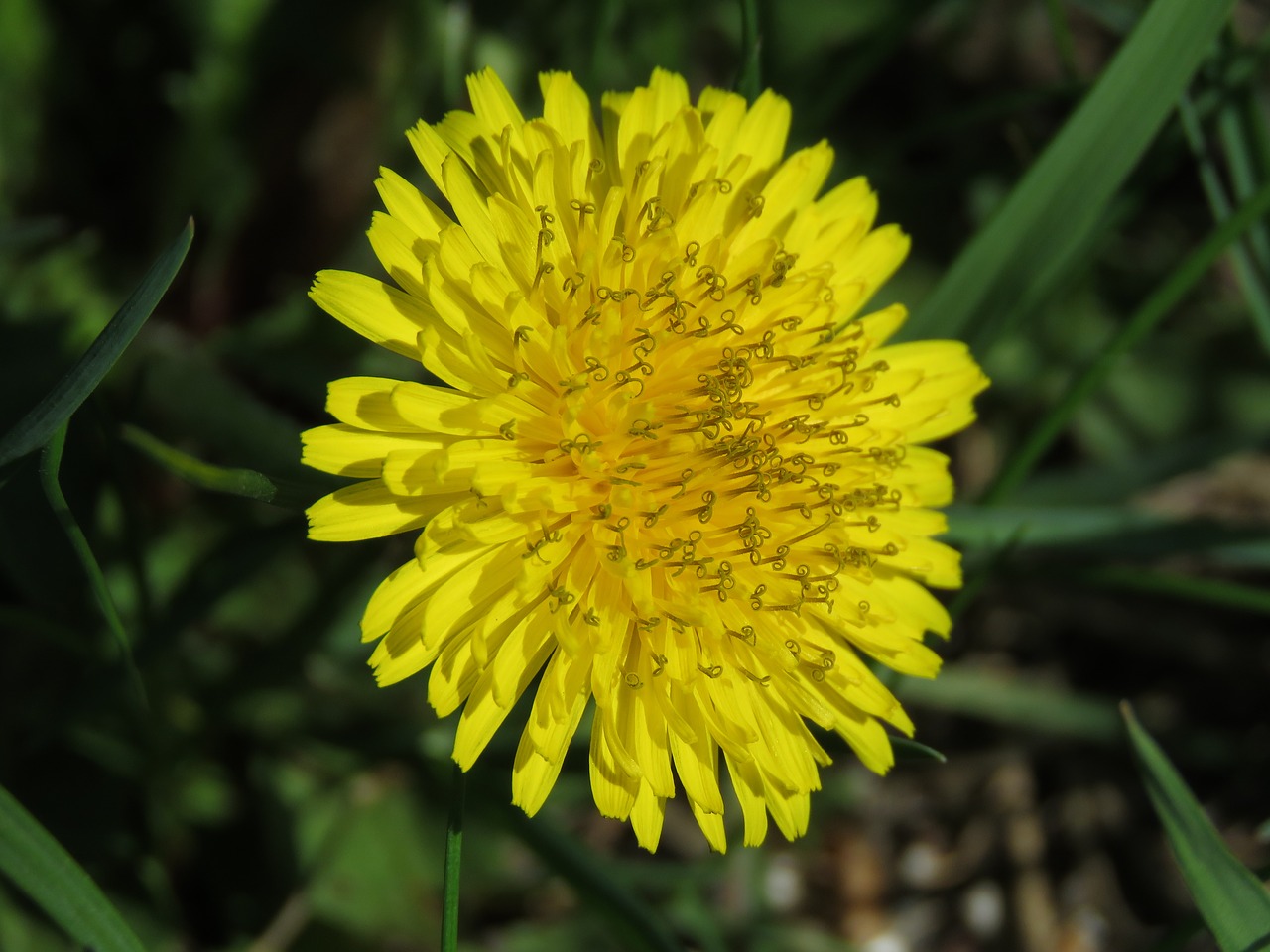 dandelion  blossom  bloom free photo