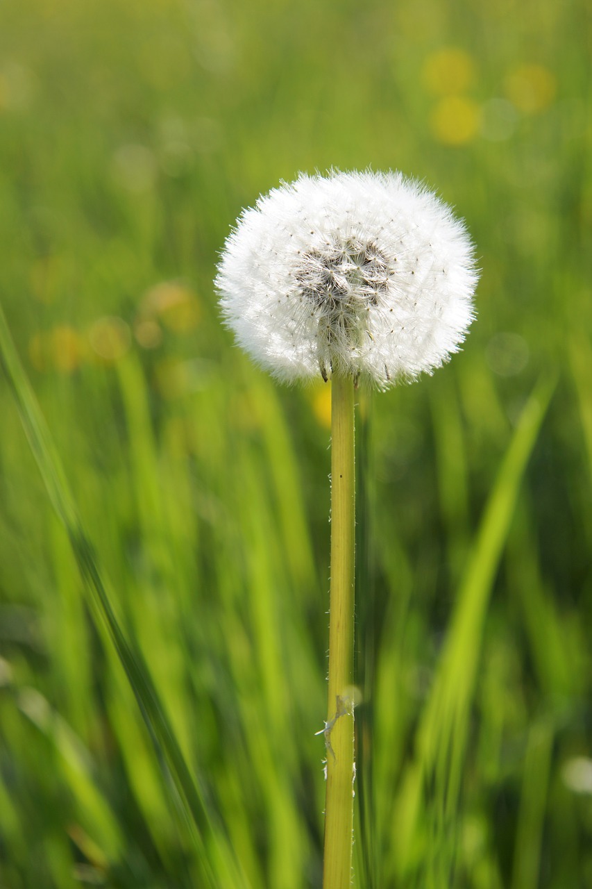 dandelion  nature  grass free photo