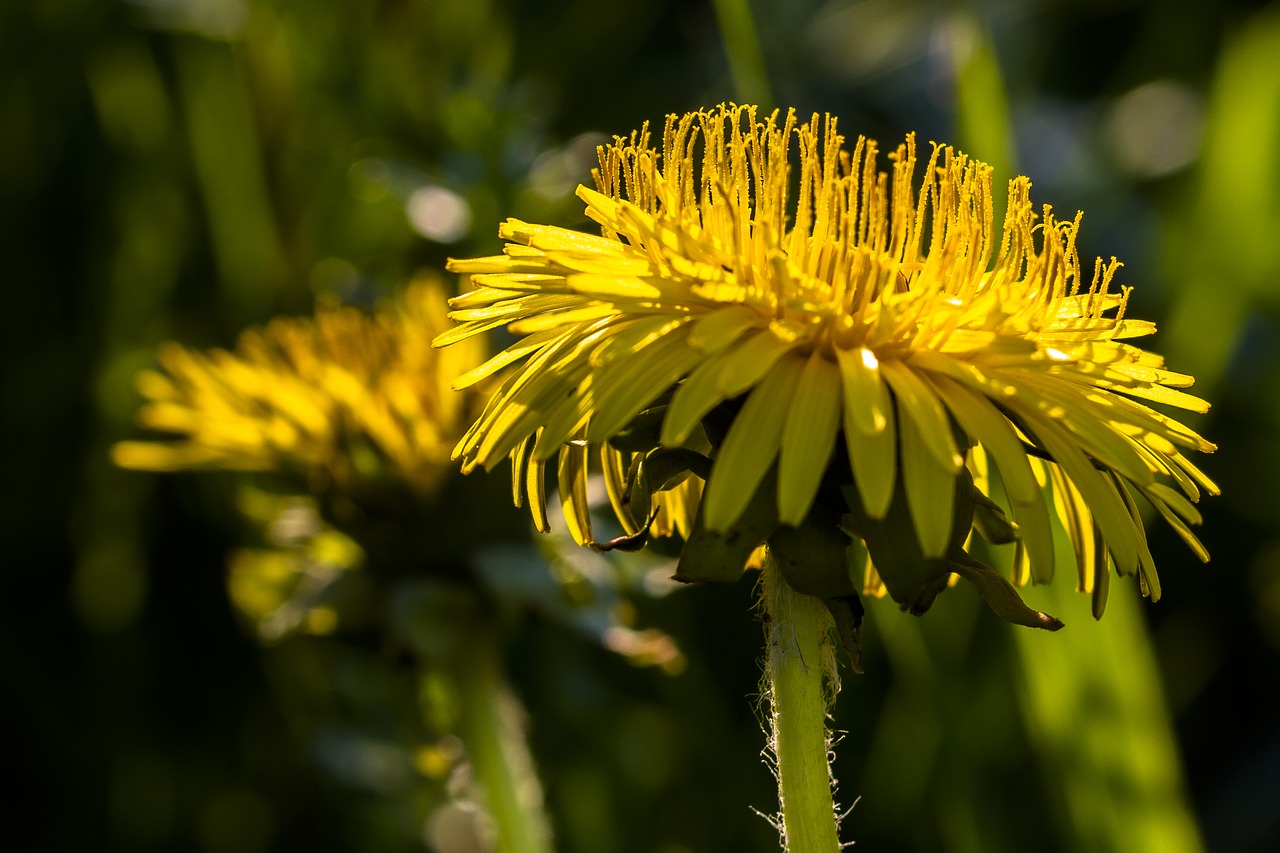 dandelion  yellow  pointed flower free photo