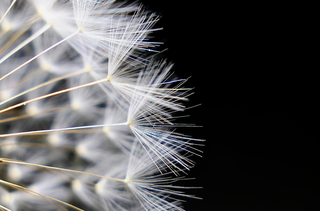 dandelion  nature  seeds free photo