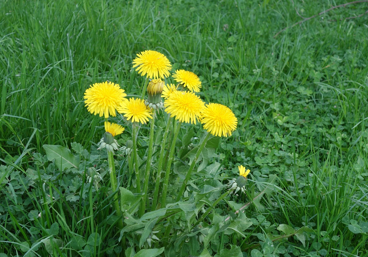 dandelion  grass  summer free photo