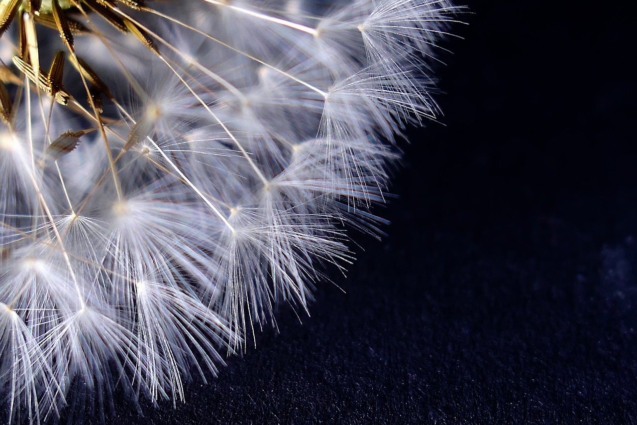 dandelion  nature  seeds free photo