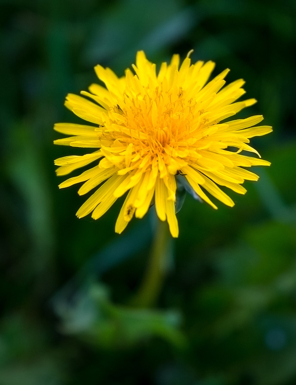 dandelion  nature  flower free photo