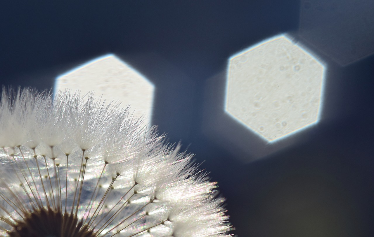 dandelion  backlighting  rays free photo