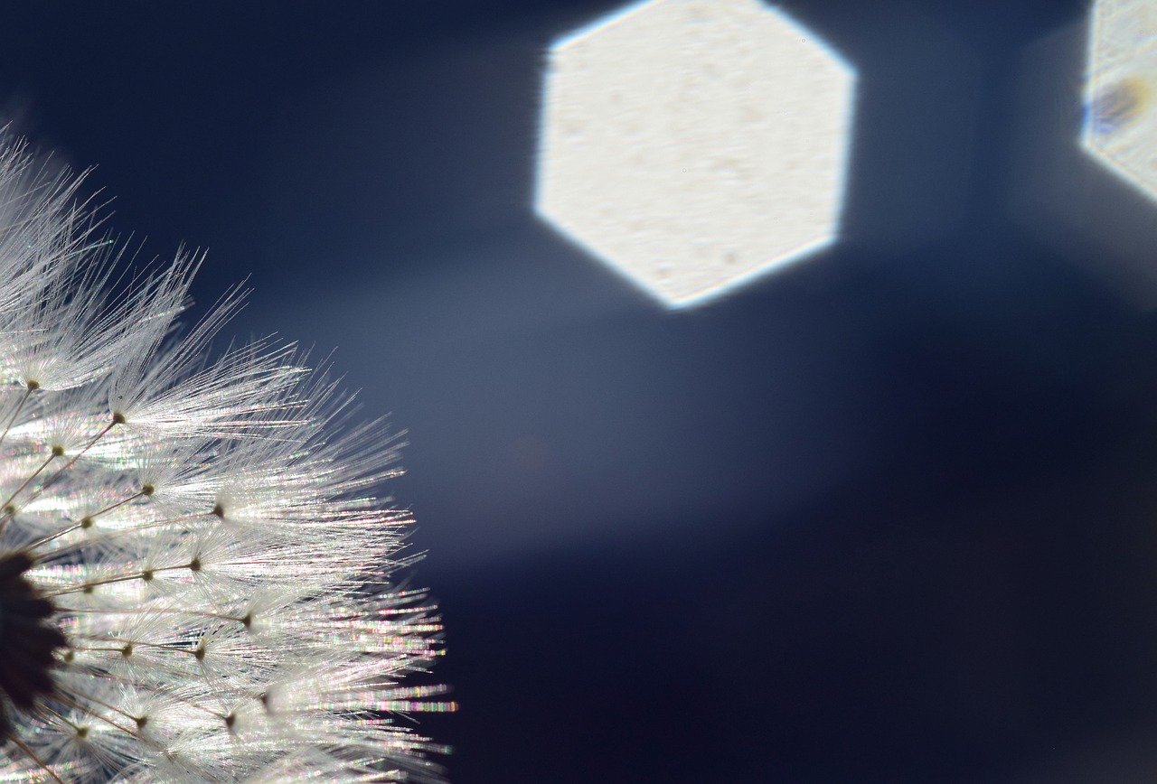 dandelion  backlighting  rays free photo