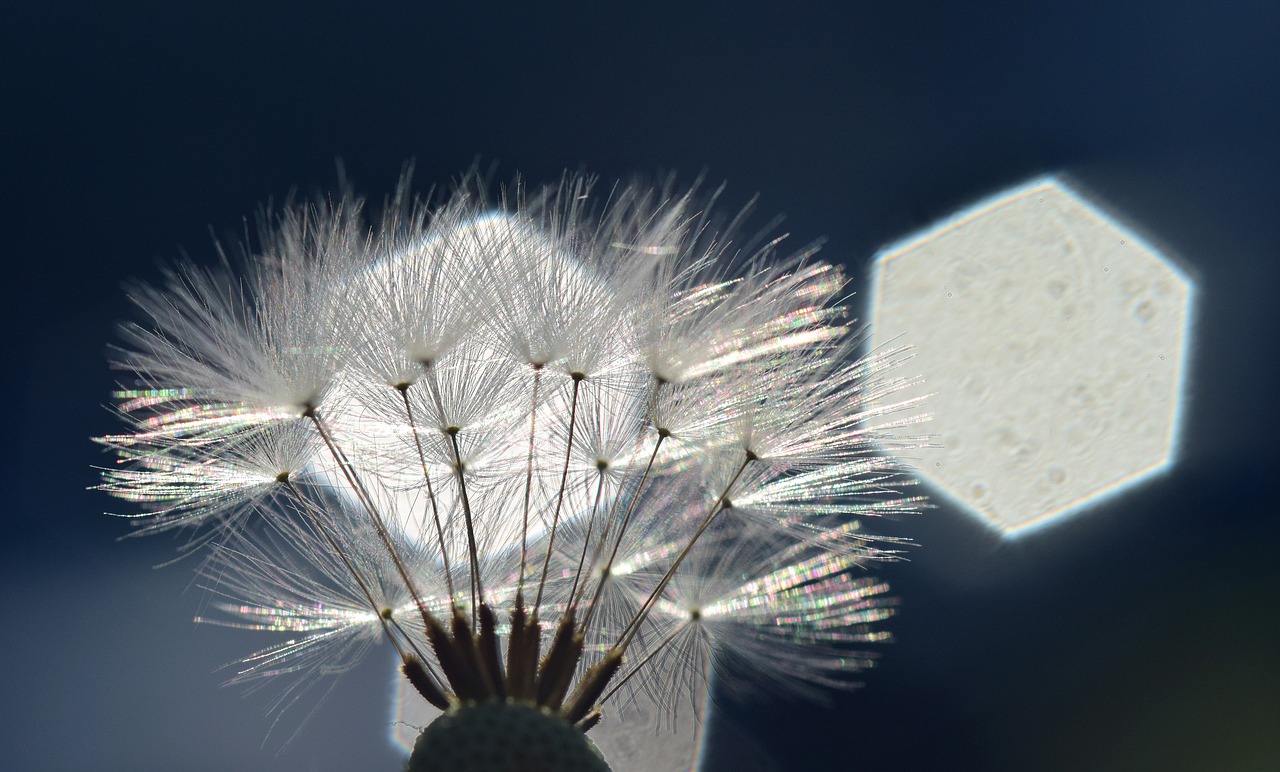 dandelion  backlighting  rays free photo