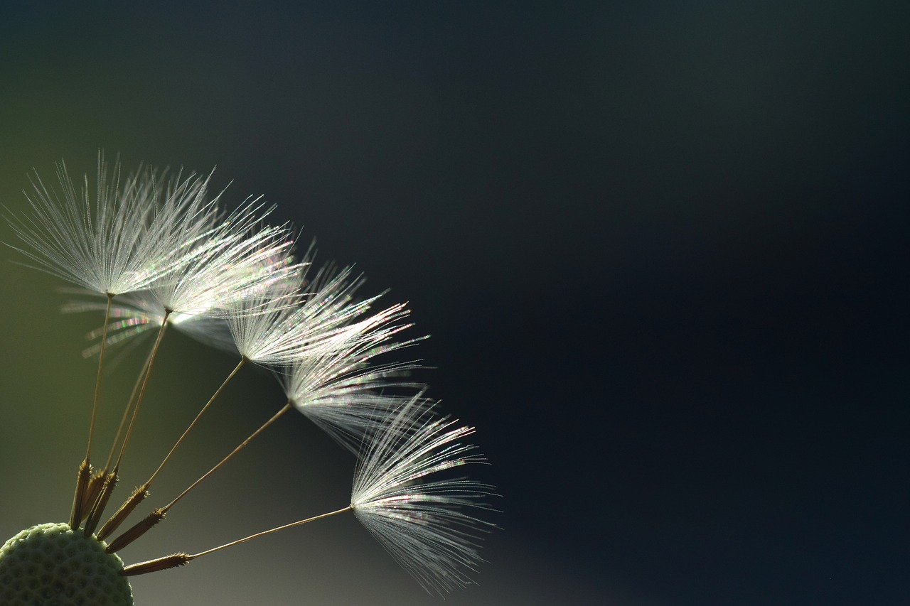 dandelion  backlighting  rays free photo